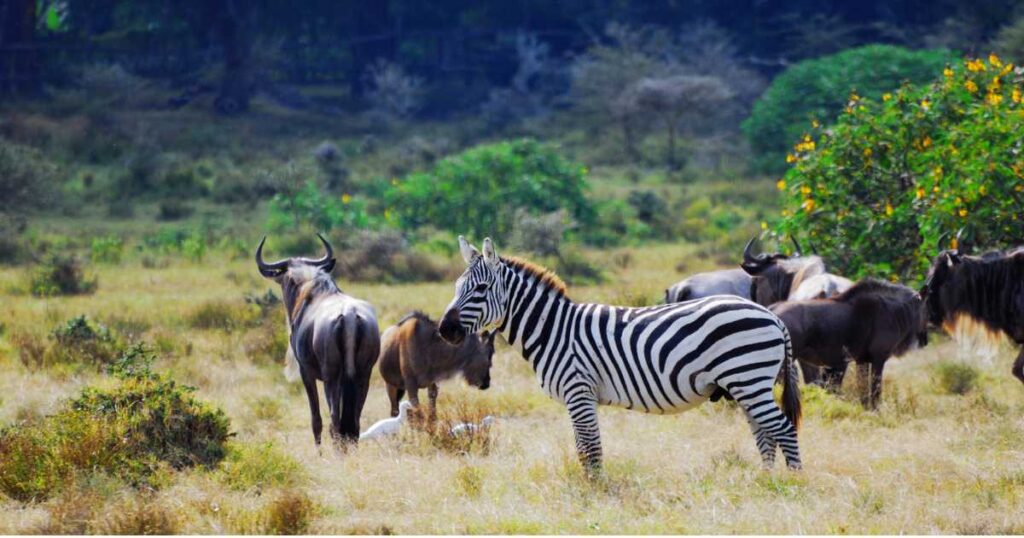 Ethical Wildlife Encounters in Indonesia