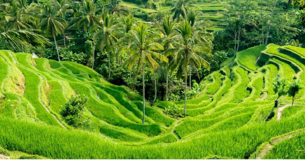 Gentle Adventures in Bali & Java