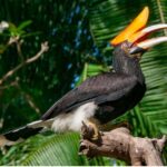 Ethical Wildlife Encounters in Indonesia (2025): Turtles, Bird Parks & Coral Nurseries